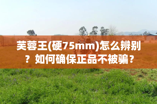芙蓉王(硬75mm)怎么辨别？如何确保正品不被骗？